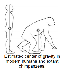 Shows variation in center of gravity between humans and chimps