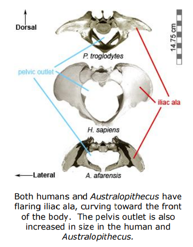 Image showing difference in angle between human vs. australopithecine pelves